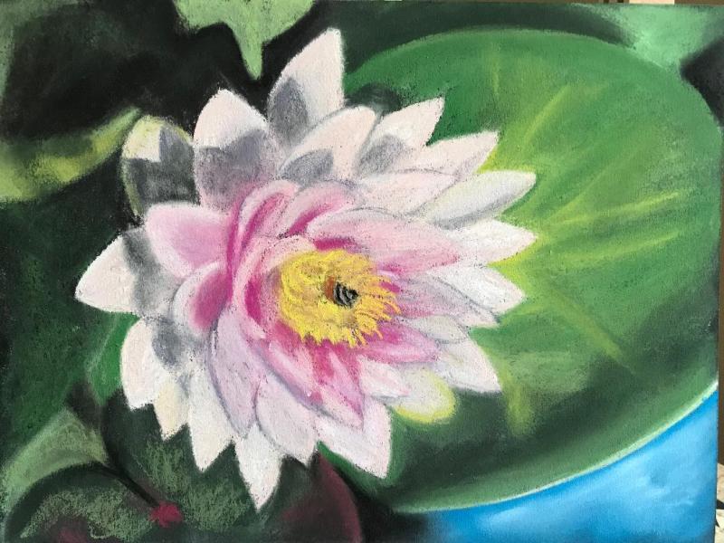 Pastel painting of waterlily by Susan Marino